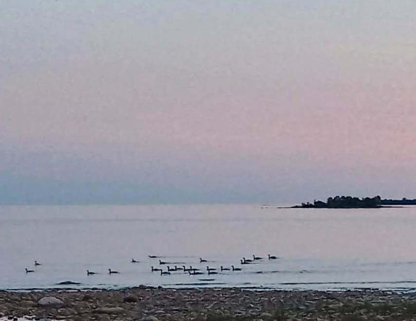 A family of ducks paddle by the shore in front of Crane Cove.