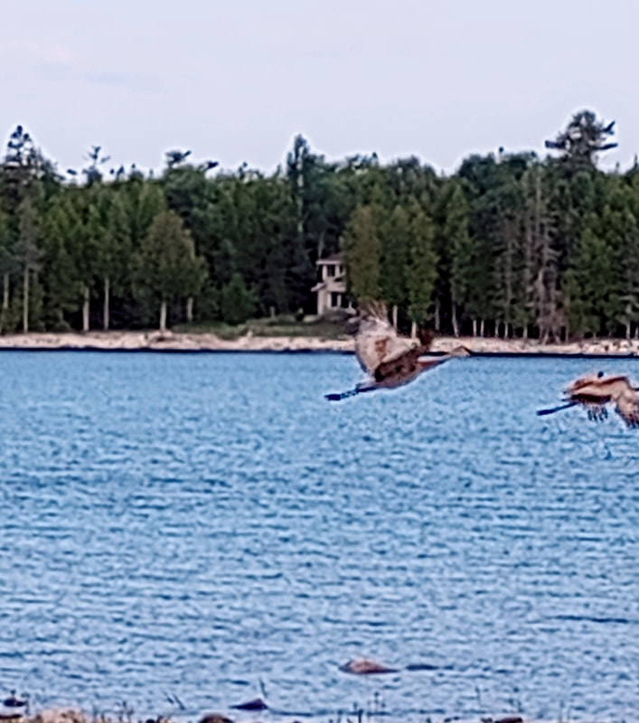 A pair of Sandhill cranes are flying by.